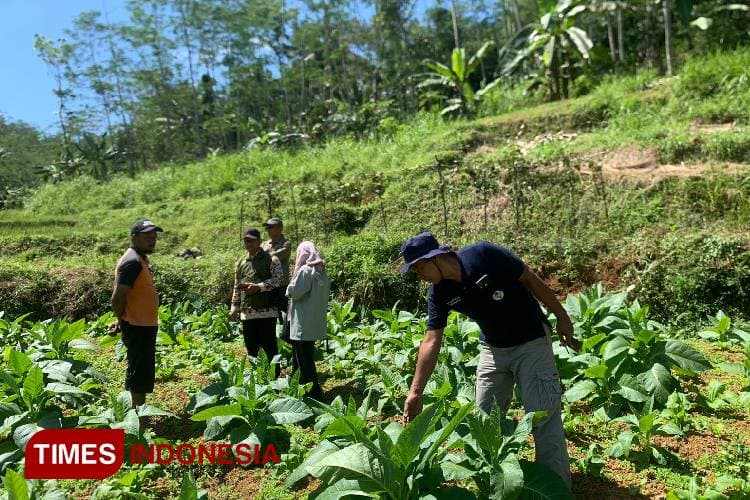Petani Tembakau Bondowoso Terdesak Cuaca dan Pasar