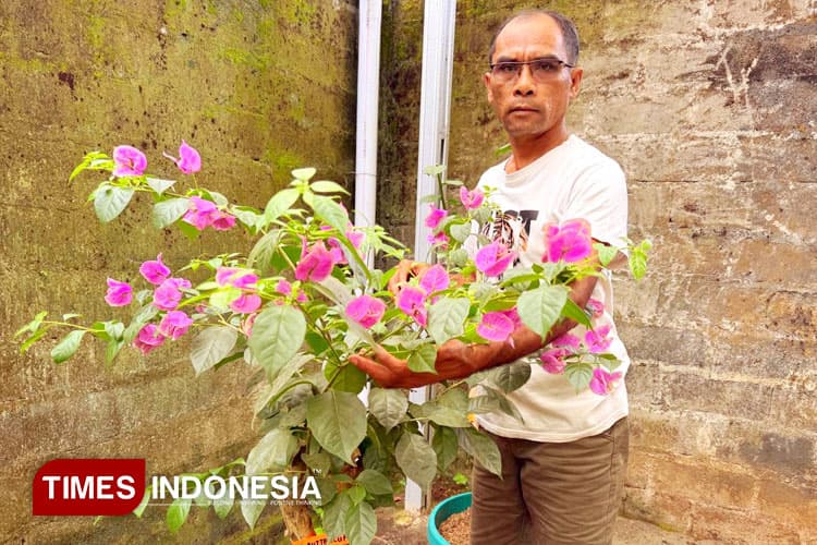Kisah Sukses Bang Daniel di Purworejo, Raup Omzet Jutaan dari Budidaya Bougenville