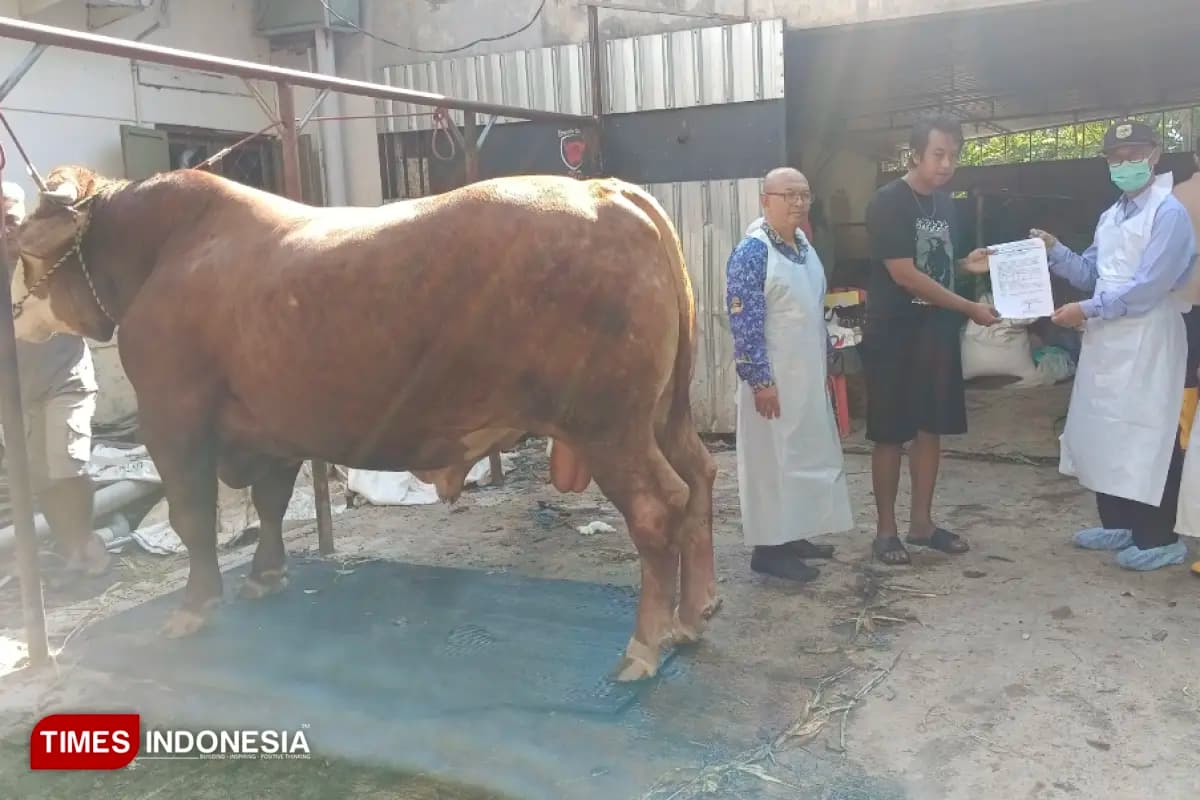 Warga Bondowoso Mengaku Senang Sapinya Dibeli Presiden Prabowo untuk Kurban
