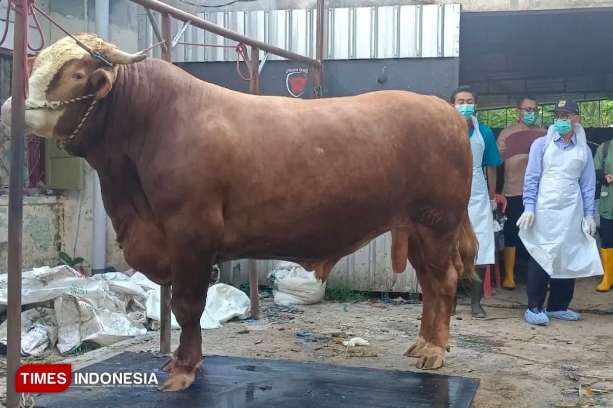 Sapi Warga Bondowoso Seberat 1 Ton Dibeli Presiden Prabowo untuk Kurban, Disembelih di Masjid NU
